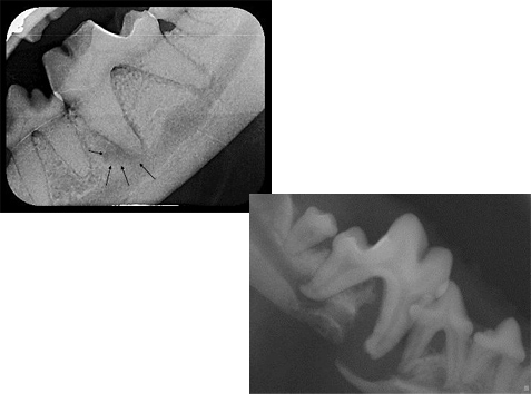 X-Ray of Dog Teeth
